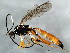 ( - ASGLE-0958)  @13 [ ] CreativeCommons - Attribution (2011) CBG Photography Group Centre for Biodiversity Genomics