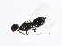  ( - ASGLE-1152)  @12 [ ] CreativeCommons - Attribution (2011) CBG Photography Group Centre for Biodiversity Genomics