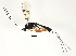  ( - ASGLE2-0088)  @14 [ ] CreativeCommons - Attribution (2011) CBG Photography Group Centre for Biodiversity Genomics