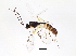  ( - ASGLE2-0136)  @13 [ ] CreativeCommons - Attribution (2011) CBG Photography Group Centre for Biodiversity Genomics