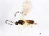 (Dinotrema JFT01 - ASGLE2-0228)  @14 [ ] CreativeCommons - Attribution (2011) CBG Photography Group Centre for Biodiversity Genomics