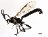  (Coelichneumon eburnifrons - ASGLE2-0341)  @14 [ ] CreativeCommons - Attribution (2011) CBG Photography Group Centre for Biodiversity Genomics