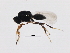  (Aceroteta - ASGLE-0572)  @14 [ ] CreativeCommons - Attribution (2011) CBG Photography Group Centre for Biodiversity Genomics