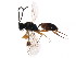  ( - BIOUG00914-D12)  @13 [ ] CreativeCommons - Attribution (2011) CBG Photography Group Centre for Biodiversity Genomics
