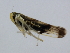  ( - BIOUG00783-G09)  @12 [ ] CreativeCommons - Attribution (2011) CBG Photography Group Centre for Biodiversity Genomics