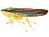  ( - BIOUG00901-B07)  @14 [ ] CreativeCommons - Attribution (2011) CBG Photography Group Centre for Biodiversity Genomics