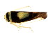  ( - BIOUG00901-B09)  @12 [ ] CreativeCommons - Attribution (2011) CBG Photography Group Centre for Biodiversity Genomics