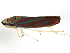 ( - BIOUG00937-B06)  @13 [ ] CreativeCommons - Attribution (2011) CBG Photography Group Centre for Biodiversity Genomics