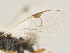  ( - DHJPAR0024724)  @13 [ ] CreativeCommons - Attribution Non-Commercial Share-Alike (2015) Jose L. Fernandez-Triana Canadian National Collection