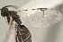  ( - DHJPAR0031075)  @12 [ ] CreativeCommons - Attribution Non-Commercial Share-Alike (2015) Jose L. Fernandez-Triana Canadian National Collection