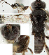  ( - DHJPAR0039721)  @12 [ ] CreativeCommons  Attribution Non-Commercial Share-Alike (2018) Jose Fernandez-Triana Canadian National Collection of Insects, Arachnids and Nematodes