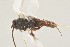 ( - DHJPAR0039764)  @12 [ ] CreativeCommons - Attribution Non-Commercial Share-Alike (2015) Jose L. Fernandez-Triana Canadian National Collection