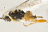  (Apanteles williamcamposi - DHJPAR0039768)  @14 [ ] CreativeCommons - Attribution Non-Commercial Share-Alike (2015) Jose L. Fernandez-Triana Canadian National Collection
