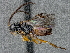  (Microplitis figueresi - DHJPAR0039919)  @11 [ ] CreativeCommons - Attribution Non-Commercial Share-Alike (2015) Jose L. Fernandez-Triana Canadian National Collection