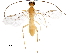  (Aleiodes willsflowersi - DHJPAR0037966)  @13 [ ] CreativeCommons - Attribution (2018) CBG Photography Group Centre for Biodiversity Genomics