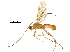  ( - DHJPAR0038017)  @13 [ ] CreativeCommons - Attribution (2018) CBG Photography Group Centre for Biodiversity Genomics