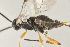  ( - DHJPAR0038197)  @13 [ ] CreativeCommons - Attribution Non-Commercial Share-Alike (2015) Jose L. Fernandez-Triana Canadian National Collection