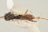  ( - DHJPAR0038250)  @12 [ ] CreativeCommons - Attribution Non-Commercial Share-Alike (2015) Jose L. Fernandez-Triana Canadian National Collection