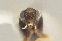  ( - DHJPAR0038250)  @12 [ ] CreativeCommons - Attribution Non-Commercial Share-Alike (2015) Jose L. Fernandez-Triana Canadian National Collection
