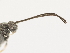  ( - DHJPAR0038295)  @12 [ ] CreativeCommons - Attribution Non-Commercial Share-Alike (2015) Jose L. Fernandez-Triana Canadian National Collection