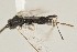  (Apanteles zeneidabolanosae - DHJPAR0038295)  @14 [ ] CreativeCommons - Attribution Non-Commercial Share-Alike (2015) Jose L. Fernandez-Triana Canadian National Collection