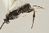  ( - DHJPAR0038295)  @13 [ ] CreativeCommons - Attribution Non-Commercial Share-Alike (2015) Jose L. Fernandez-Triana Canadian National Collection