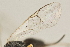  ( - DHJPAR0038295)  @12 [ ] CreativeCommons - Attribution Non-Commercial Share-Alike (2015) Jose L. Fernandez-Triana Canadian National Collection