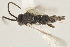  (Apanteles luiscantillanoi - DHJPAR0038334)  @14 [ ] CreativeCommons - Attribution Non-Commercial Share-Alike (2015) Jose L. Fernandez-Triana Canadian National Collection
