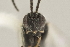  ( - DHJPAR0038334)  @12 [ ] CreativeCommons - Attribution Non-Commercial Share-Alike (2015) Jose L. Fernandez-Triana Canadian National Collection