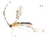  (Aleiodes angelsolisi - DHJPAR0038456)  @13 [ ] CreativeCommons - Attribution (2018) CBG Photography Group Centre for Biodiversity Genomics