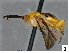  (Prasmodon almasolisae - DHJPAR0038908)  @13 [ ] CreativeCommons - Attribution Non-Commercial Share-Alike (2015) Jose L. Fernandez-Triana Canadian National Collection