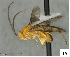  (Prasmodon bobrobbinsi - DHJPAR0038915)  @13 [ ] CreativeCommons - Attribution Non-Commercial Share-Alike (2015) Jose L. Fernandez-Triana Canadian National Collection