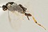  (Apanteles monicachavarriae - DHJPAR0039017)  @12 [ ] CreativeCommons - Attribution Non-Commercial Share-Alike (2015) Jose L. Fernandez-Triana Canadian National Collection