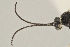  ( - DHJPAR0039054)  @12 [ ] CreativeCommons - Attribution Non-Commercial Share-Alike (2015) Jose L. Fernandez-Triana Canadian National Collection