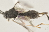  ( - DHJPAR0039054)  @12 [ ] CreativeCommons - Attribution Non-Commercial Share-Alike (2015) Jose L. Fernandez-Triana Canadian National Collection