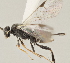  (Apanteles javierobandoi - DHJPAR0039054)  @13 [ ] CreativeCommons - Attribution Non-Commercial Share-Alike (2015) Jose L. Fernandez-Triana Canadian National Collection