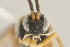  ( - DHJPAR0039115)  @12 [ ] CreativeCommons - Attribution Non-Commercial Share-Alike (2015) Jose L. Fernandez-Triana Canadian National Collection