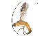  (Aleiodes annhowdenae - DHJPAR0053665)  @12 [ ] CreativeCommons - Attribution (2018) CBG Photography Group Centre for Biodiversity Genomics