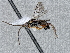  ( - DHJPAR0053775)  @12 [ ] CreativeCommons - Attribution Non-Commercial Share-Alike (2015) Jose L. Fernandez-Triana Canadian National Collection
