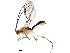  (Aleiodes pauljohnsoni - DHJPAR0054919)  @14 [ ] CreativeCommons - Attribution (2018) CBG Photography Group Centre for Biodiversity Genomics