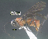  (Gnathopleura - DHJPAR0028304)  @13 [ ] CreativeCommons - Attribution Share-Alike (2021) Unspecified University of Kentucky, Hymenoptera Institute Collection