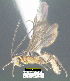  (Bracon franklinpaniaguai - DHJPAR0029032)  @11 [ ] CreativeCommons - Attribution Share-Alike (2021) Unspecified University of Kentucky, Hymenoptera Institute Collection