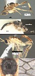  (Mesochorus unocerosiete - DHJPAR0038397)  @11 [ ] CreativeCommons Attribution NonCommercial ShareAlike (2021) M. J. Sharkey University of Kentucky