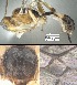  (Mesochorus tresdos - DHJPAR0038931)  @12 [ ] CreativeCommons Attribution NonCommercial ShareAlike (2021) M. J. Sharkey University of Kentucky