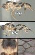  (Mesochorus cuatrocinco - DHJPAR0038404)  @11 [ ] CreativeCommons Attribution NonCommercial ShareAlike (2021) M. J. Sharkey University of Kentucky