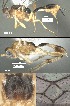  (Mesochorus cincocuatro - DHJPAR0038400)  @11 [ ] CreativeCommons Attribution NonCommercial ShareAlike (2021) M. J. Sharkey University of Kentucky