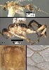  (Mesochorus cincoocho - DHJPAR0039097)  @11 [ ] CreativeCommons Attribution NonCommercial ShareAlike (2021) M. J. Sharkey University of Kentucky