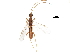  (Aleiodes frankhovorei - DHJPAR0040076)  @12 [ ] CreativeCommons - Attribution (2018) CBG Photography Group Centre for Biodiversity Genomics