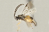  (Apanteles leonelgarayi - DHJPAR0040434)  @14 [ ] CreativeCommons - Attribution Non-Commercial Share-Alike (2015) Jose L. Fernandez-Triana Canadian National Collection