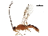  (Aleiodes johnkingsolveri - DHJPAR0040450)  @13 [ ] CreativeCommons - Attribution (2018) CBG Photography Group Centre for Biodiversity Genomics